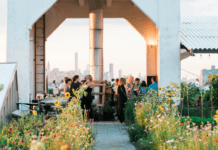 Зелені дахи Брукліну: екотренд чи успішна бізнес-ідея?