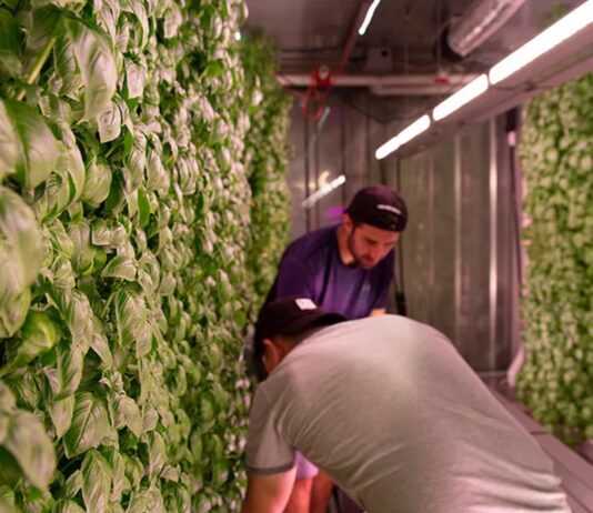 Програма навчання фермерів нового покоління — бруклінська компанія ділиться досвідом