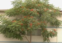 A Tree Grows in Brooklyn
