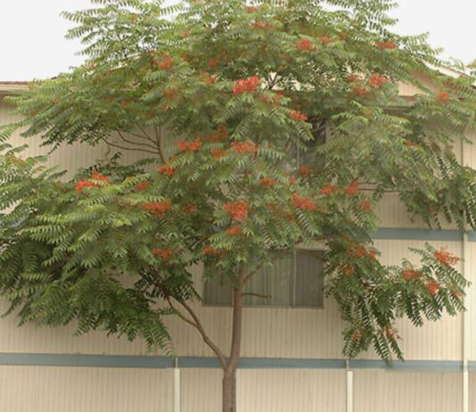 A Tree Grows in Brooklyn