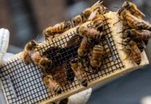 About Brooklyn emigrant bees, solitary bees and kleptocrat bees