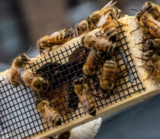 Про бруклінських бджіл-емігранток, бджіл-одиначок та бджіл-клептократок