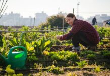 Brooklyn landscaping — a vegetable garden in the city center, regeneration in design